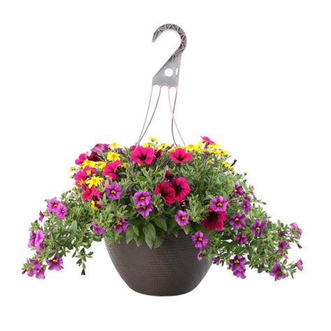 Lowes hanging baskets for plants - Red, white and blue hanging baskets are the perfect patriotic accessory for your cookout or BBQ; these 1.50-gal hanging baskets add instant color to porches, decks, patios and your outdoor living area. Patriotic hanging baskets also make great gifts for party hosts